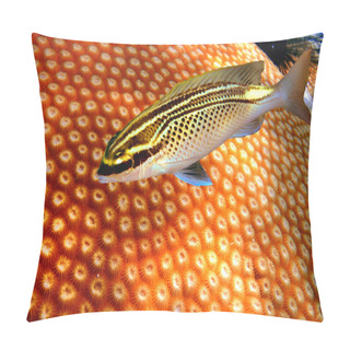 Personality  Bluestreak Cleaner Wrasse Pillow Covers