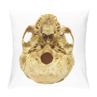 Personality  Human Skull Fracture(beneath) (Mongoloid,Asian) On Isolated Back Pillow Covers