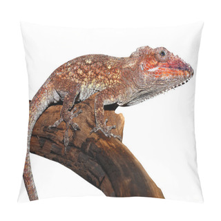 Personality  Chameleon Lizard Pillow Covers