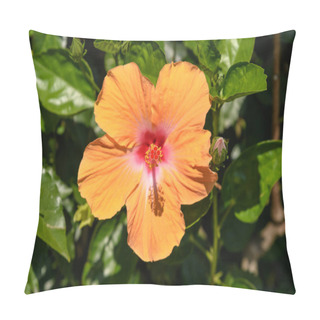 Personality  Three Large And Delicate Vivid Orange Hibiscus Flower In An Exotic Garden And Green Leaves, In A Sunny Summer Day On Isola Bella By Lake Maggiore In Northern Italy, Outdoor Floral Background Pillow Covers