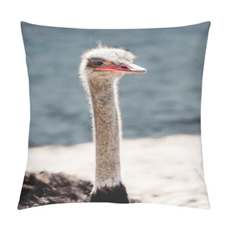 Personality  Ostrich With Long Neck Standing Outside In Zoo Pillow Covers
