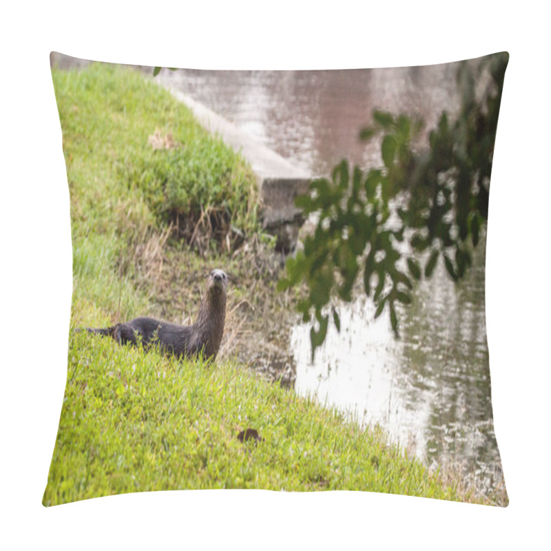 Personality  Adult River Otter Lontra Canadensis In A Pond In Naples, Florida Pillow Covers