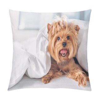 Personality  Close Up View Of Cute Little Yorkshire Terrier Lying On Bed Covered With Blanket Pillow Covers