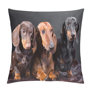 Personality  Three Dachshund Dogs Pillow Covers