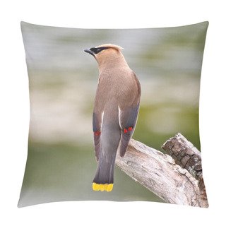Personality  Cedar Waxwing Bird Pillow Covers