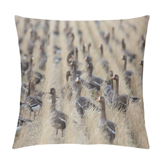 Personality  Greater White-fronted Goose (Anser Albifrons) In Japan Pillow Covers