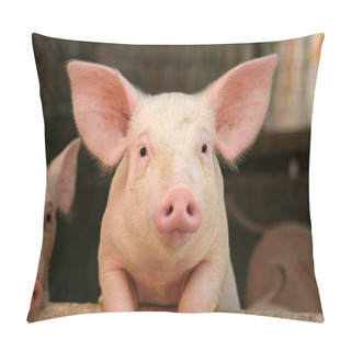 Personality  Cute Pig Leaning Over The Railing Of It's Cot Pillow Covers