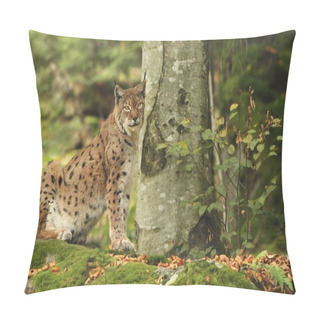 Personality  Animal In Nature. Autumn Colors In The Photo. Beast In The Photo. Lynx Is The Biggest Cat Beast Of Europe.  Pillow Covers