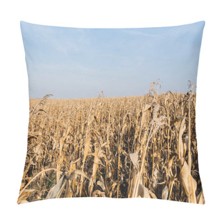 Personality  Dry Leaves In Corn Field Against Blue Sky  Pillow Covers