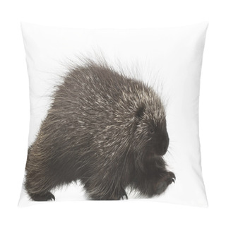 Personality  North American Porcupine Walking, Erethizon Dorsatum, Also Known As Canadian Porcupine Or Common Porcupine Against White Background Pillow Covers