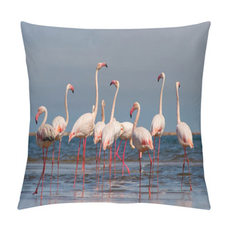 Personality  Wild African Birds. Group Birds Of Pink African Flamingos  Walking Around The Blue Lagoon Pillow Covers