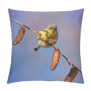 Personality  Beautiful Bird Photo In A Natural Environment Pillow Covers