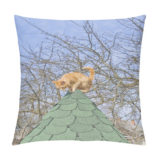 Personality  Cat Pillow Covers