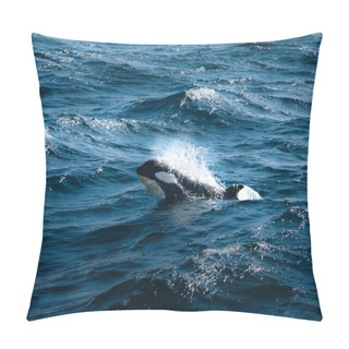 Personality  Orca Killer Whale Calf Surfaces In Antarctica, Greenland Pillow Covers