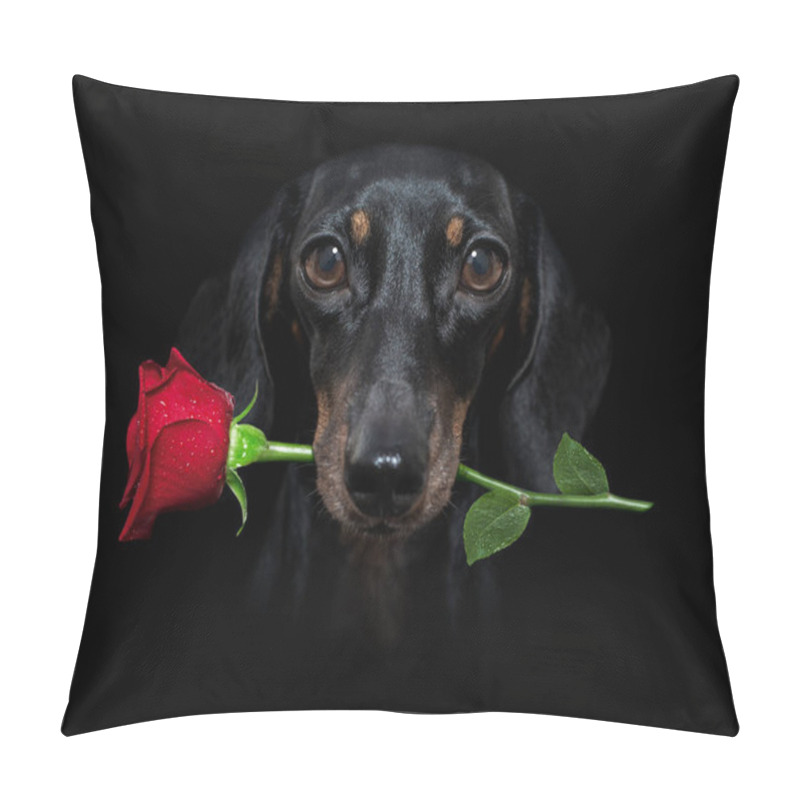 Personality  sausage dachshund  dog isolated on black  dramatic dark background on valentines  , with rose in mouth pillow covers