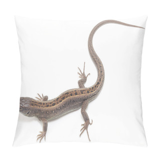Personality  Lizard Pillow Covers