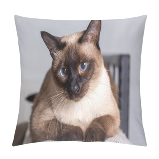 Personality  Pet Animal, Siamese Kitten Cat Pillow Covers