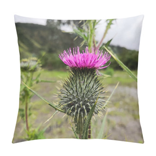 Personality  Beautiful Flowered Specimen Of Cirsium Vulgare. Commonly Known As Spear Thistle, Bull Thistle, Or Common Thistle. Plant Whose Fuchsia, Magenta Or Pink Blossoms Serve As A Source Of Nectar For Pollinators. Pillow Covers