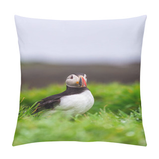 Personality  Puffin Colony On Lunga Island Pillow Covers