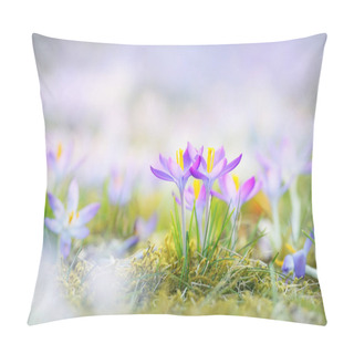Personality  Blooming Crocus Flowers In A Park, Close-up. Early Spring. Europe. Symbol Of Peace And Joy, Easter Concept. Landscaping, Gardening, Ecotourism, Environmental Conservation. Art, Macrophotography, Bokeh Pillow Covers