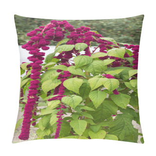 Personality  A Large Plant And A Red Amaranth Flower, Large Blooming Red Amaranth Braids Dangle Against The Background Of The Sun, Decorative Pillow Covers