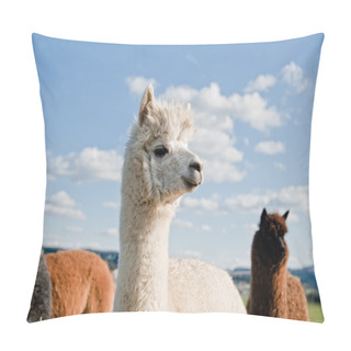 Personality  White Alpaca In A Herd Pillow Covers