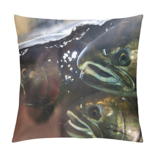 Personality  Fear Chinook Coho Salmon Close Up Issaquah Hatchery Washington S Pillow Covers