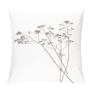 Personality  Dry Field Flowers Isolated On White Background. Dry Wild Meadow Grasses Or Herbs.  Pillow Covers