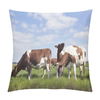 Personality  Red And White Cows In Dutch Meadow Under Blue Sky With Clouds Pillow Covers