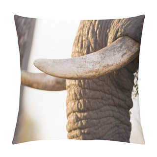 Personality  Trunk And Tusks Of African Elephant Pillow Covers