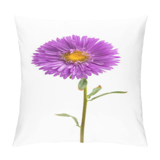 Personality  Aster Flower Isolated On White Background Pillow Covers