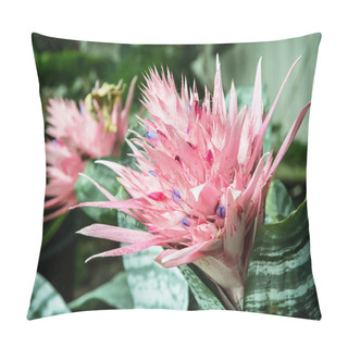 Personality  Aechmea Fasciata, Pink Flowering Plant Pillow Covers