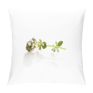 Personality  Breckland Thyme Isolated On White Background. Medicinal Herb. Pillow Covers