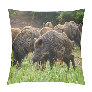 Personality  Feral Pigs, Sow And Piglets Rooting For Food Pillow Covers