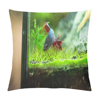 Personality  TheSiamese Fighting Fish (Betta Splendens), Also Known As Thebetta Pillow Covers