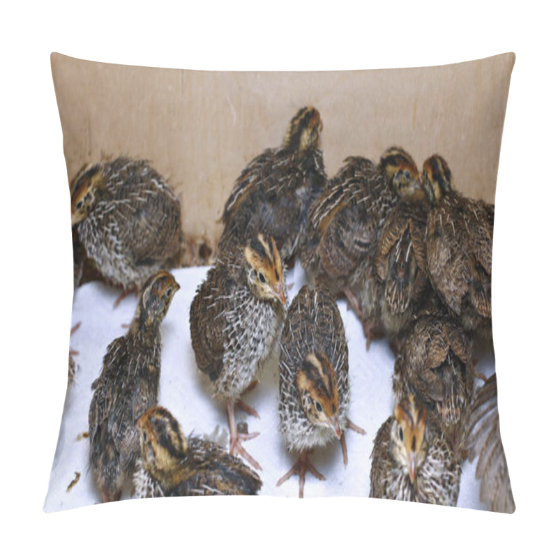 Personality  Many Small Quail Chicks In Brooder Pillow Covers
