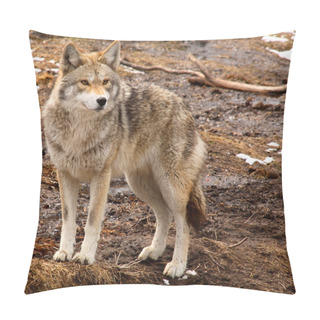 Personality  Coyote On A Spring Day Pillow Covers