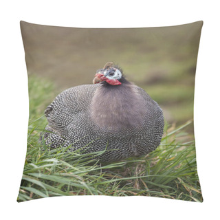 Personality  Guinea Fowl Game Bird Portrait With A Grassland Background Pillow Covers