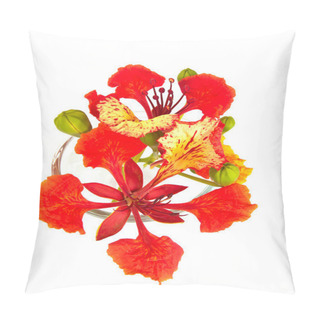 Personality  Closeup Pride Of Barbados, Isolated  Pillow Covers