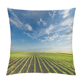 Personality  Young Soybean Crops At Idyllic Sunny Day Pillow Covers