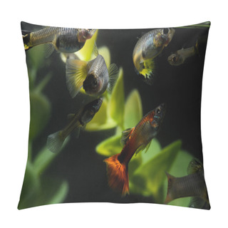 Personality  Guppy Multi Colored Fish Pillow Covers