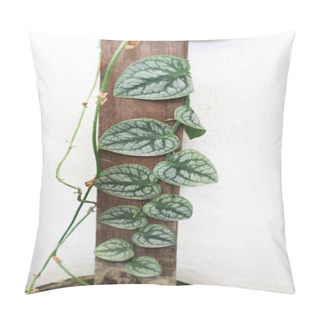 Personality  Monstera Dubia, Araceae Or M Dubai Or Monstera Plant Pillow Covers