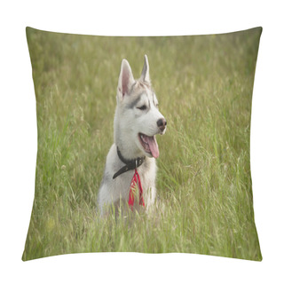 Personality  Siberian Husky Playing On The Grass In The Field. Pillow Covers