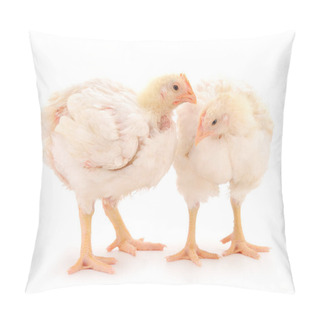 Personality  Two Chicken Or Young Broiler Chickens On Isolated White Background. Pillow Covers