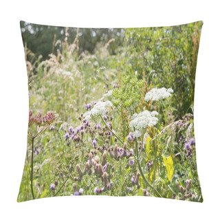 Personality  Wild Flowers In A Meadow, Cow Parsley And Common Thistle In A Field Of Flowers, Buckinghamshire, UK Pillow Covers