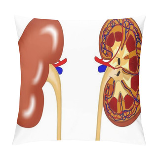 Personality  Kidney Anatomy Pillow Covers