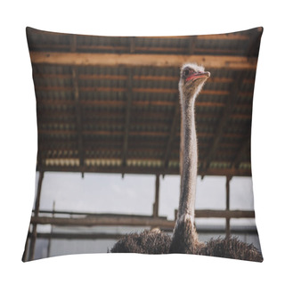 Personality  Low Angle View Of Ostrich Standing Against Ceiling Of Corral At Zoo Pillow Covers