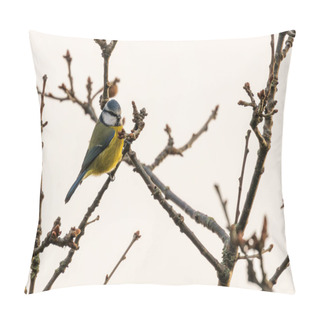 Personality  Amid Dublin's Iconic Phoenix Park, A Delightful Blue Tit Enchants With Its Azure Plumage. This Irish Avian Resident Brings Lively Colors And Cheerful Melodies To The Heart Of Dublin's Northside. Pillow Covers