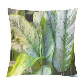 Personality  Dieffenbachia, Dumb Cane, Leopard Lily Leaves Texture And Background. Taking Care Of Home Exotic Plants. High Quality Photo Pillow Covers