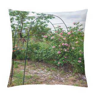 Personality  Pink Roses Flowers Blooming On Arch In Summer Garden. English James Galway Climbing Rose Grows On Pergola. Trellis Support For Plants Pillow Covers